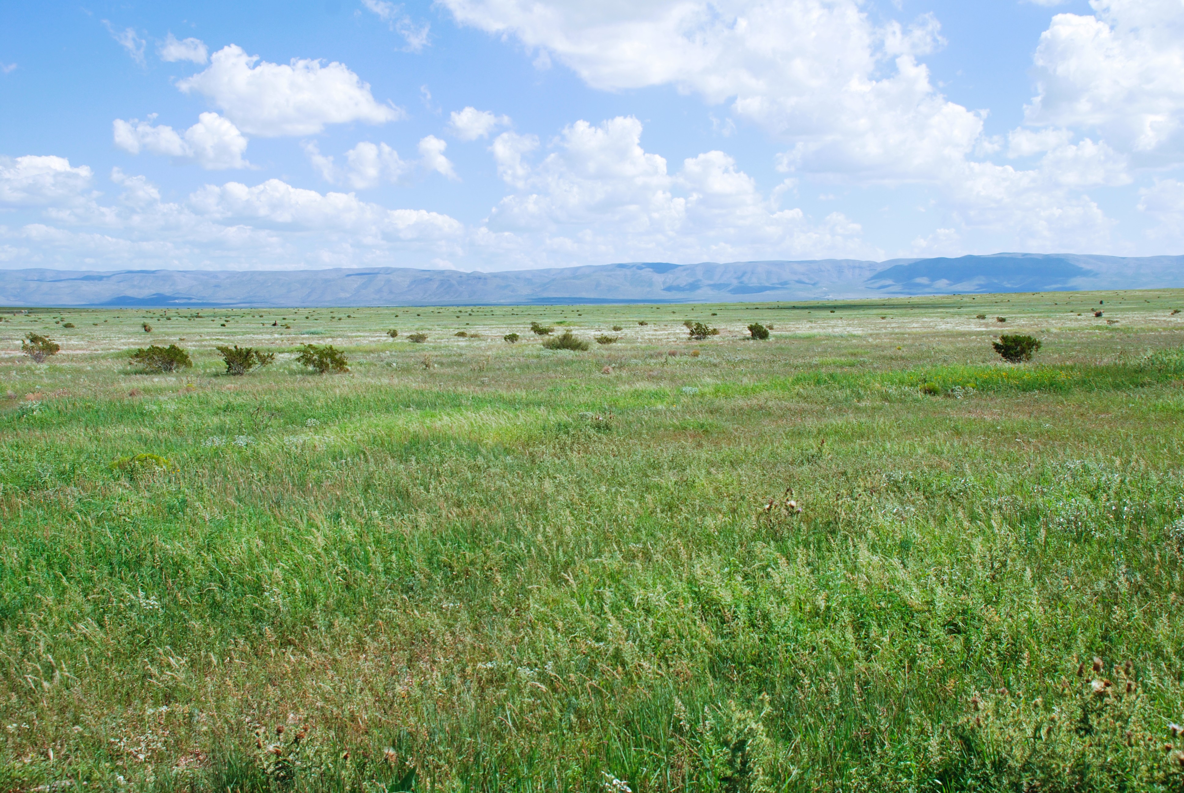 Little America Ranch